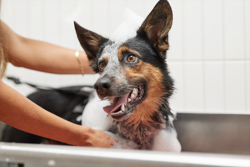 Happy dog being bathed