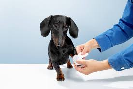 Pet Vet Service