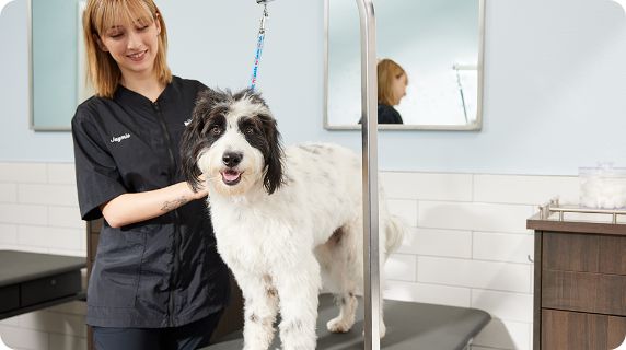 Pet Vet Service