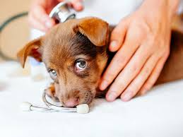 Pet Vet Service