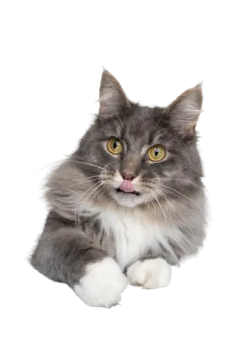 Cat Food
